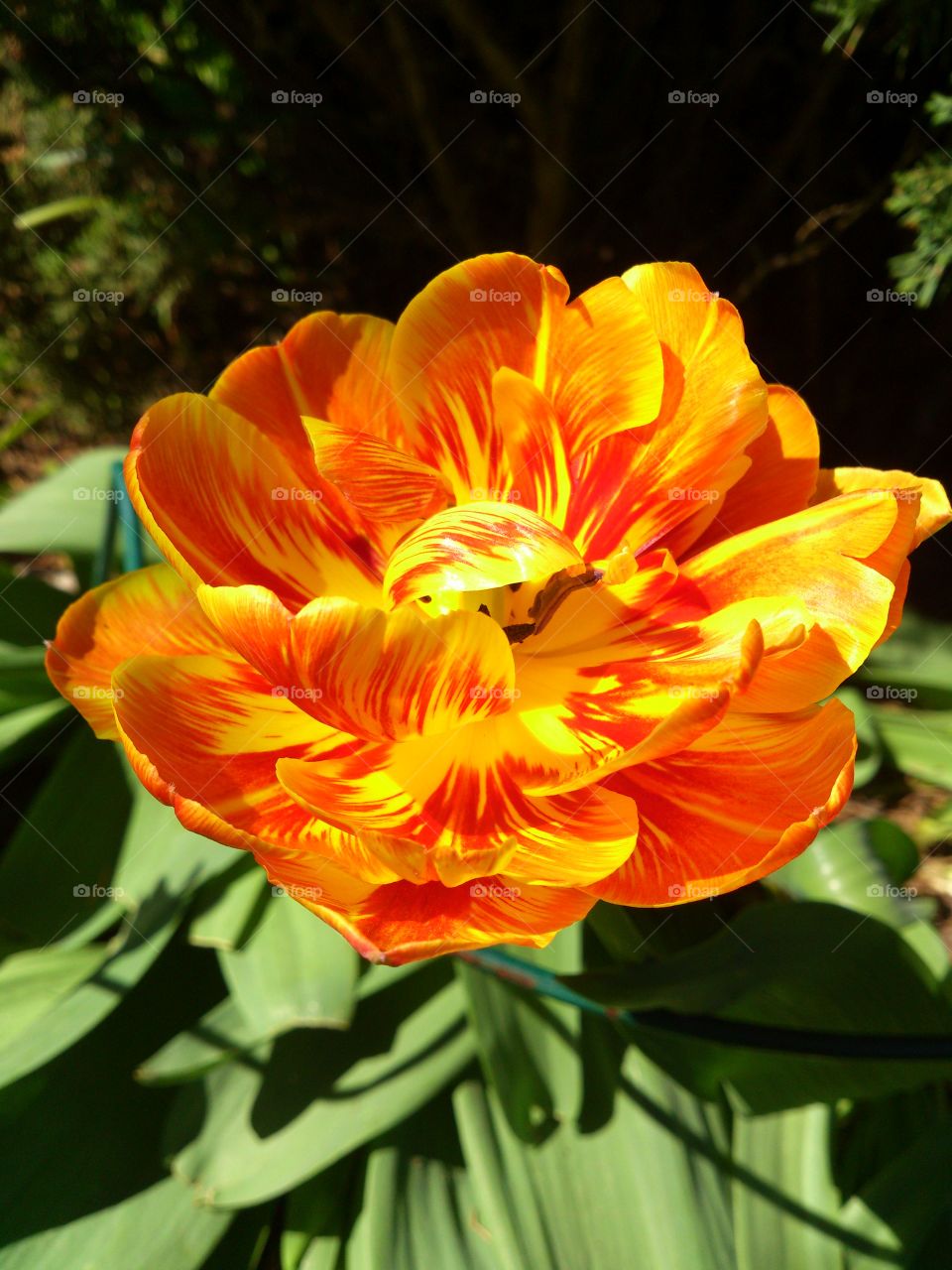 Close-up of tulip