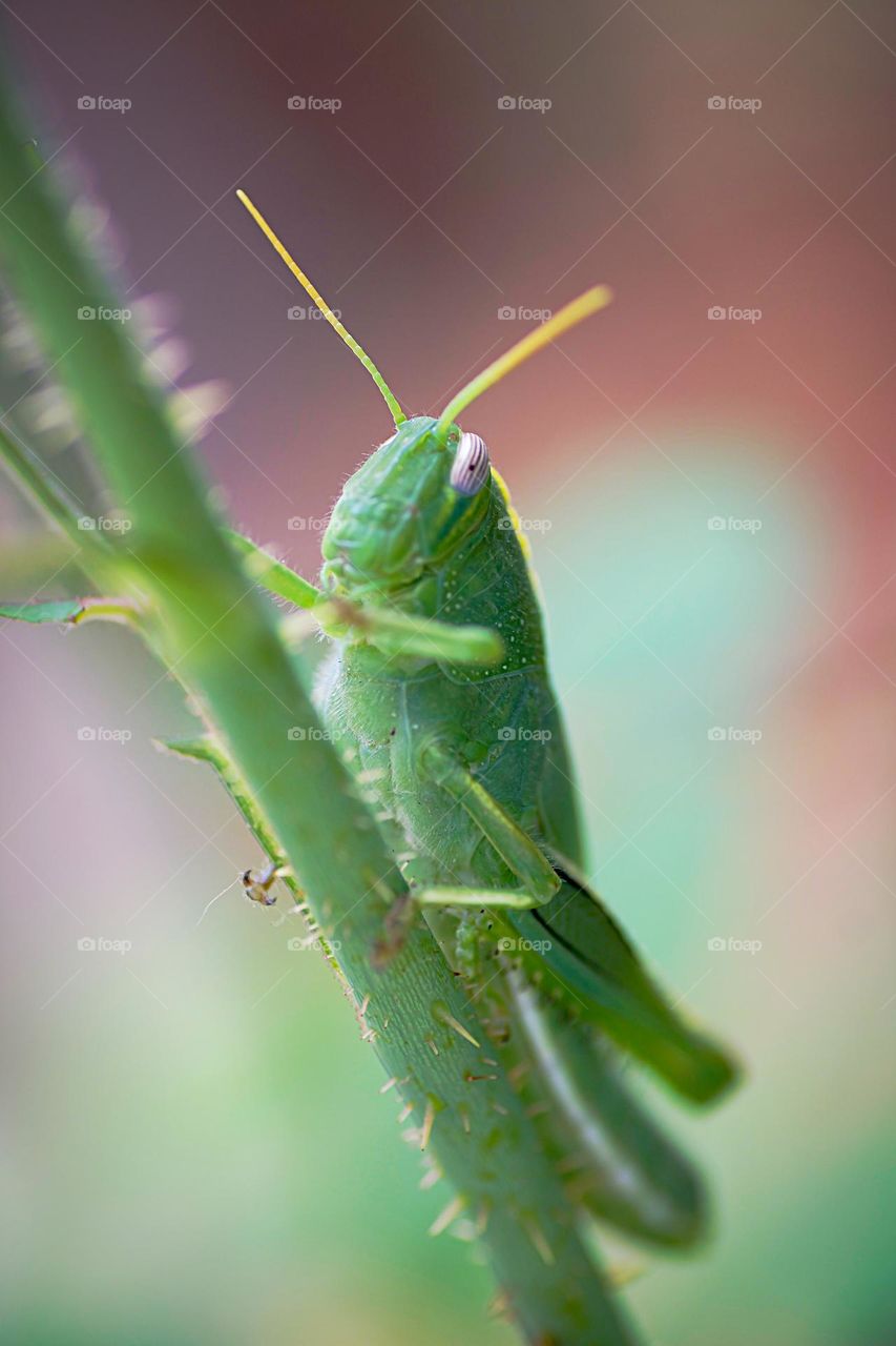 grasshopper on a green plant with bokeh 