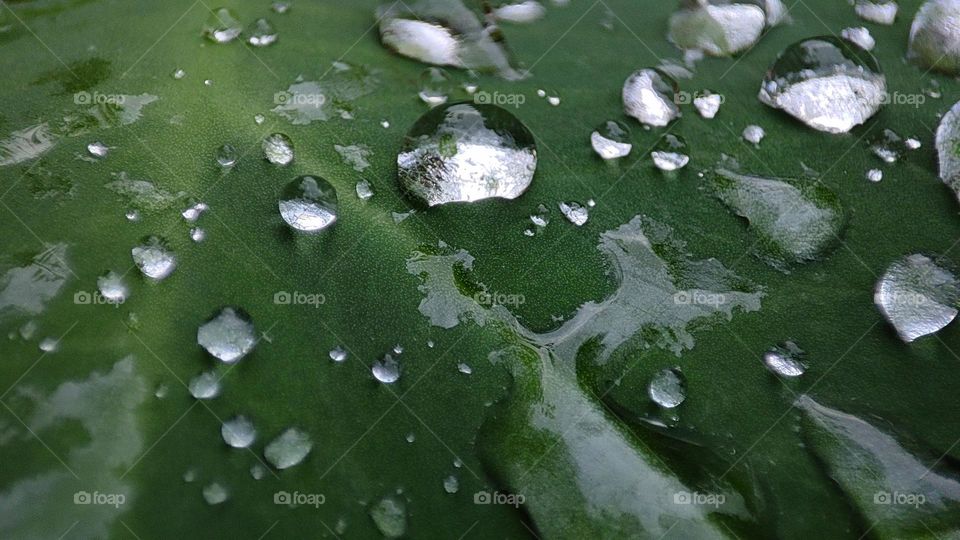 water drops in leaf