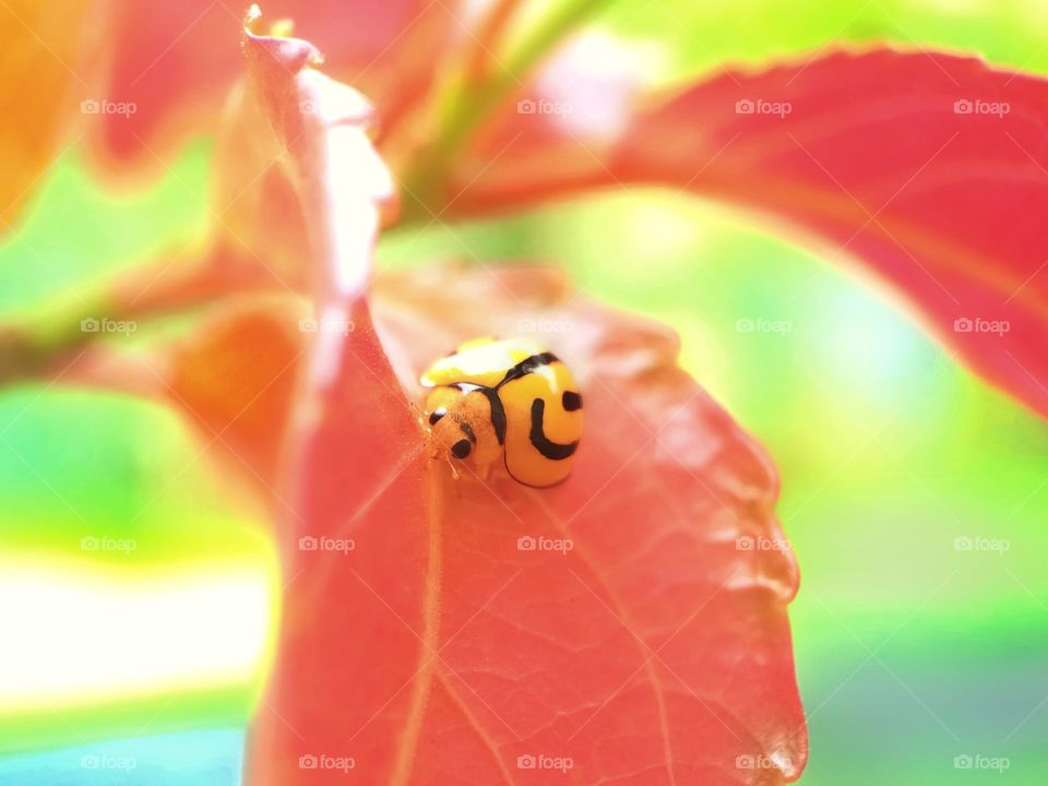 Ladybug's Moods of Autumn