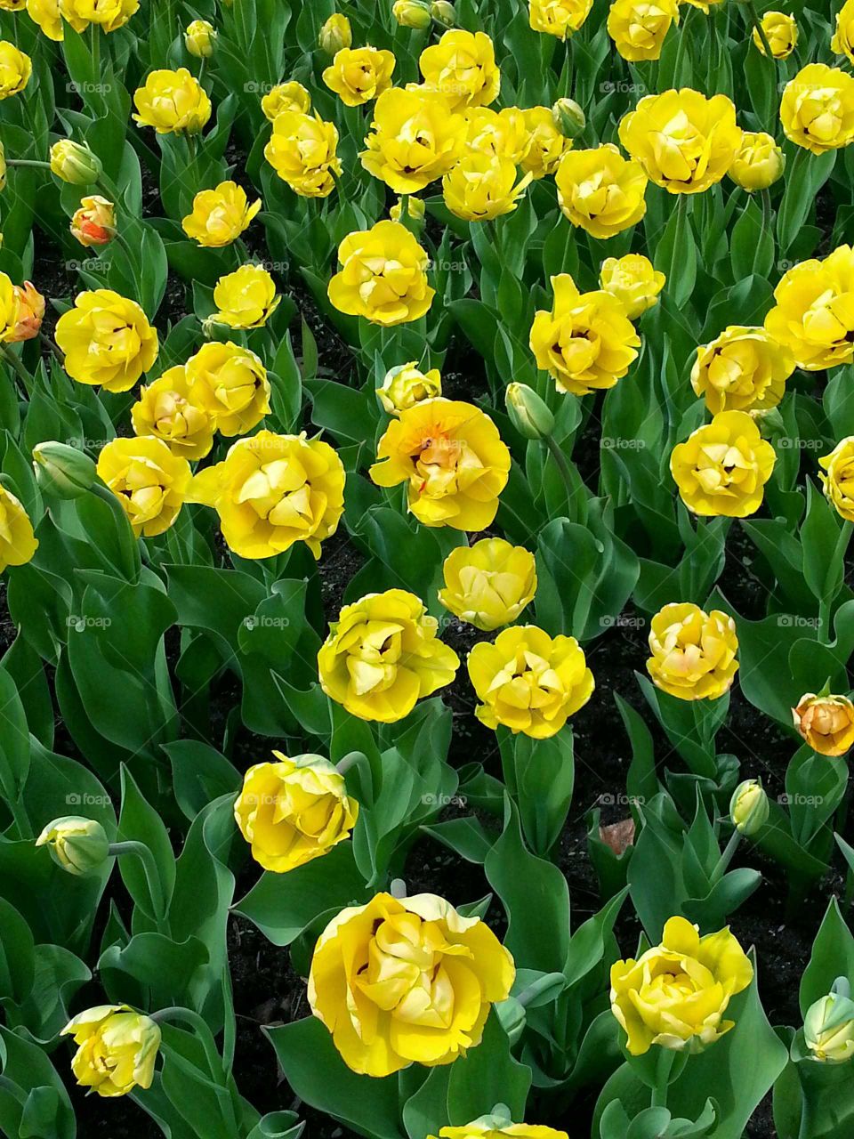 Several yellow tulips