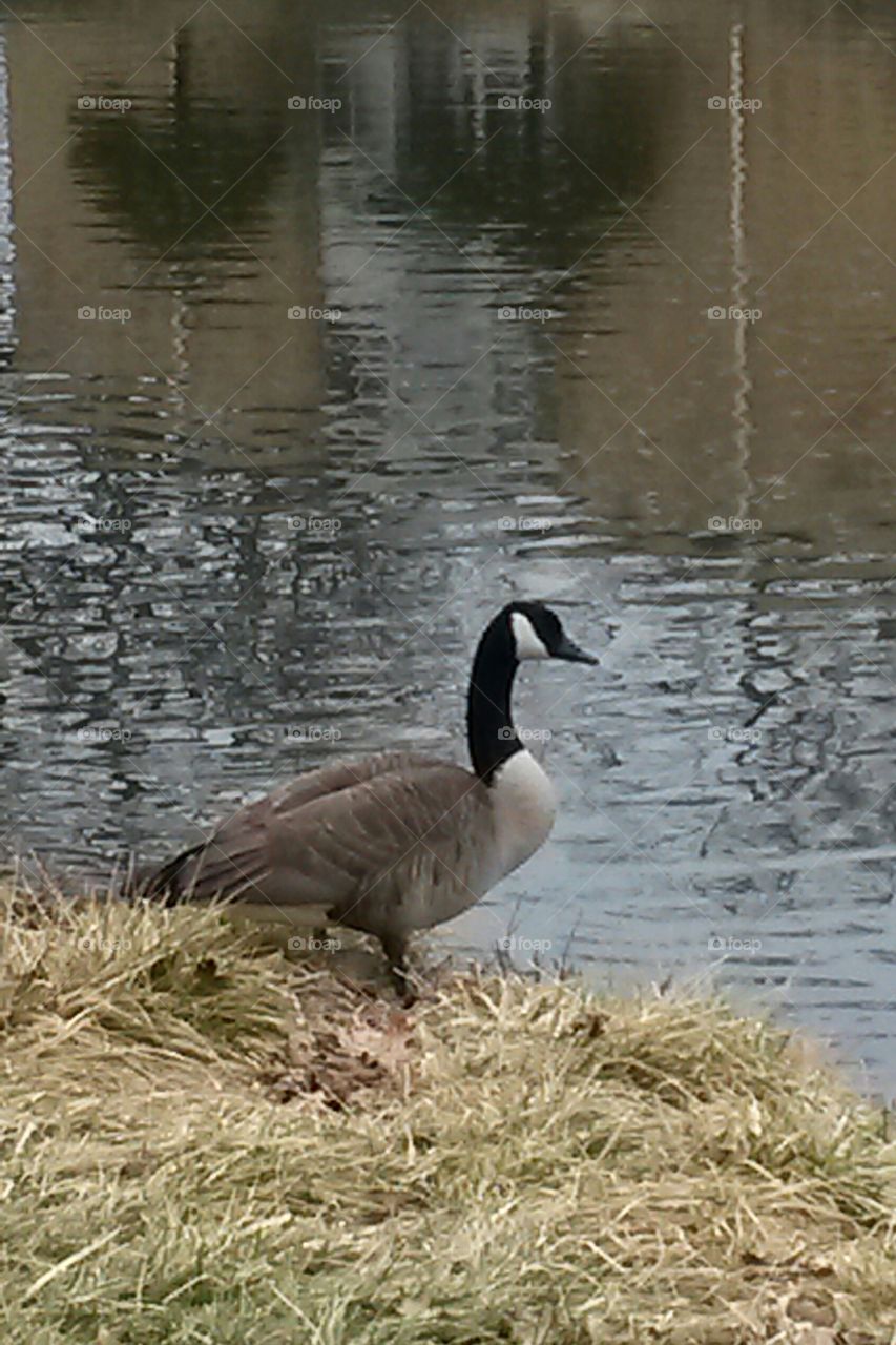 Geese make their Spring return
