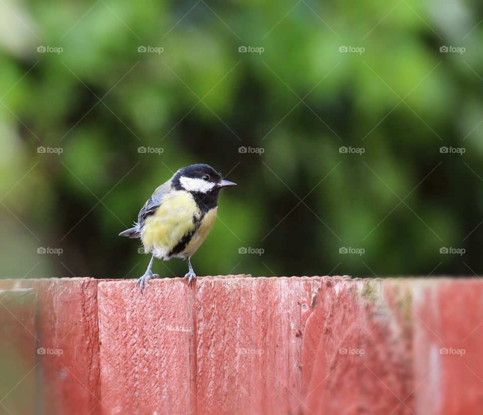 Great tit perched on fence