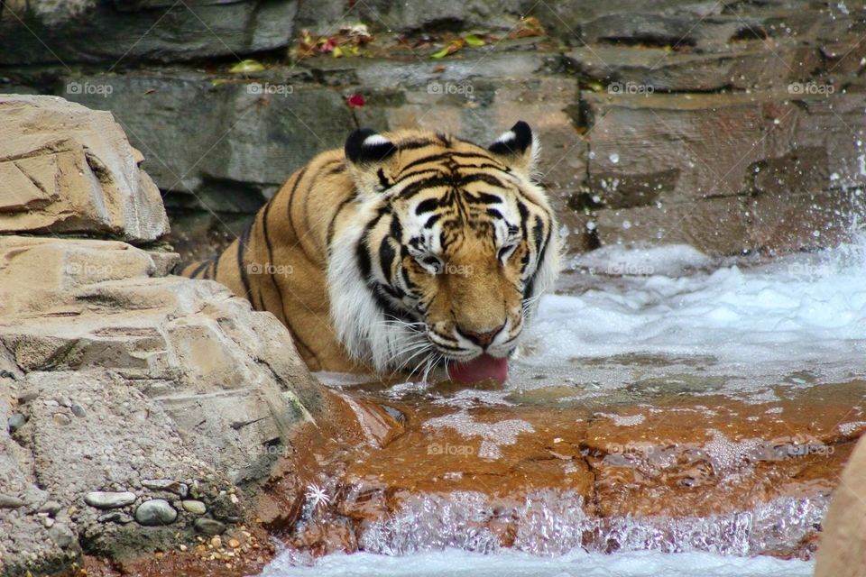 Tiger drinking water