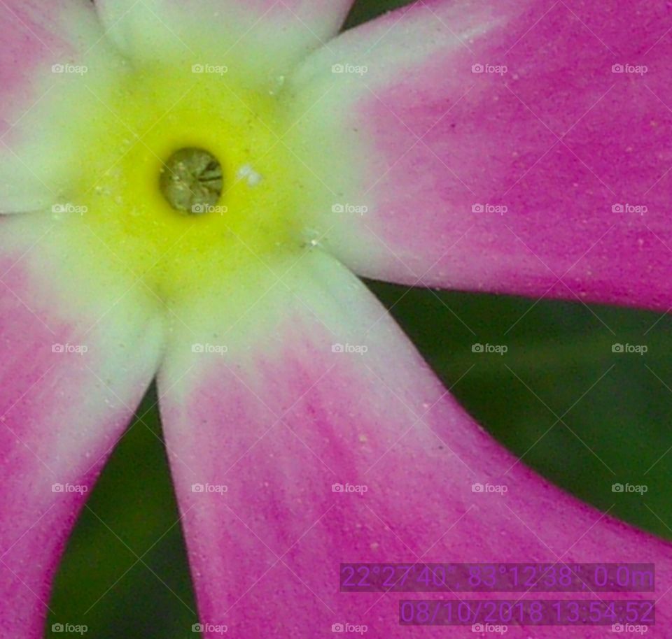 This is a very nice flowers of sadasuhagan.