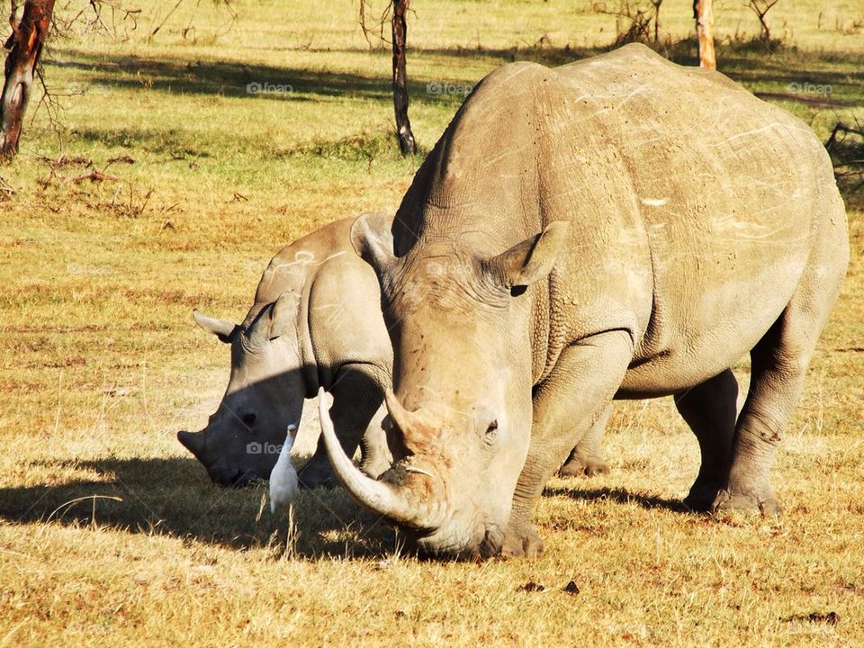 Rhino, baby and bird