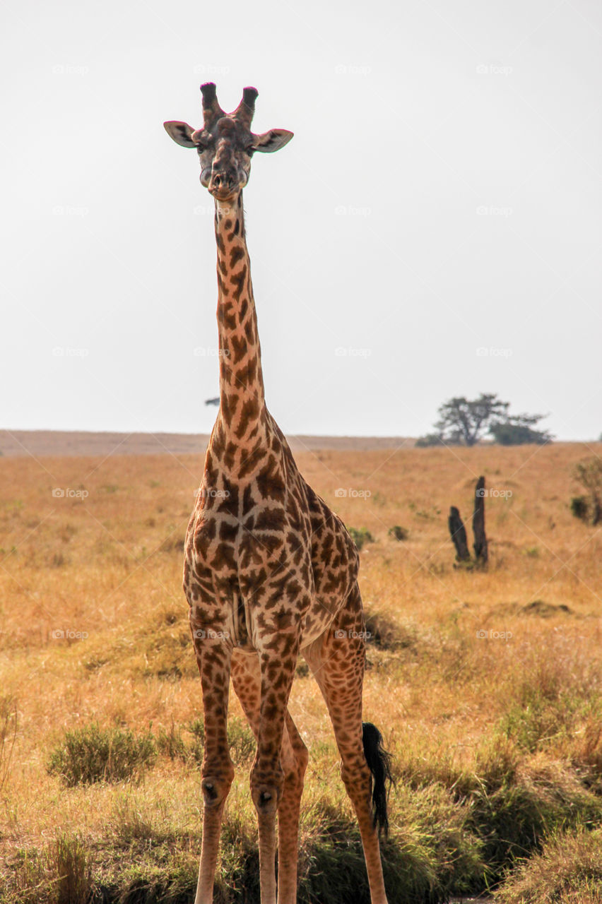 Giraffes 