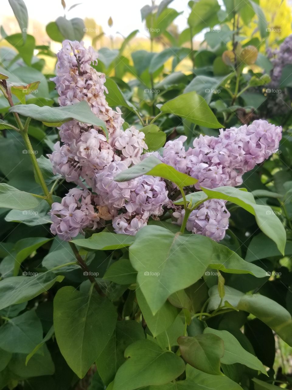 Side look of Lilac Blossoms