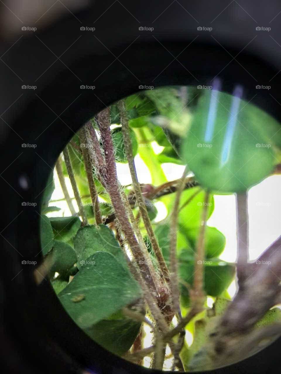 Aqui se muestra una foto de hierbas en un microscopio macrometrico. Esta foto fue tomada con un celular Motorola G4 play y retocada con el mismo