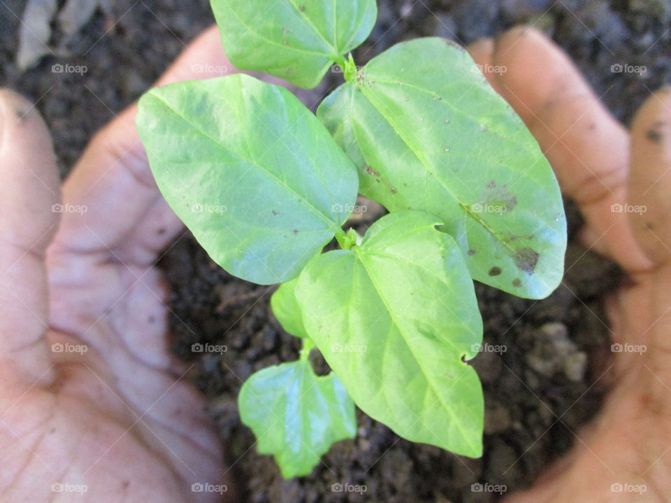 High angle view of person gardening plant