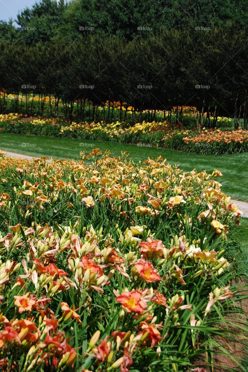 Daylily fields