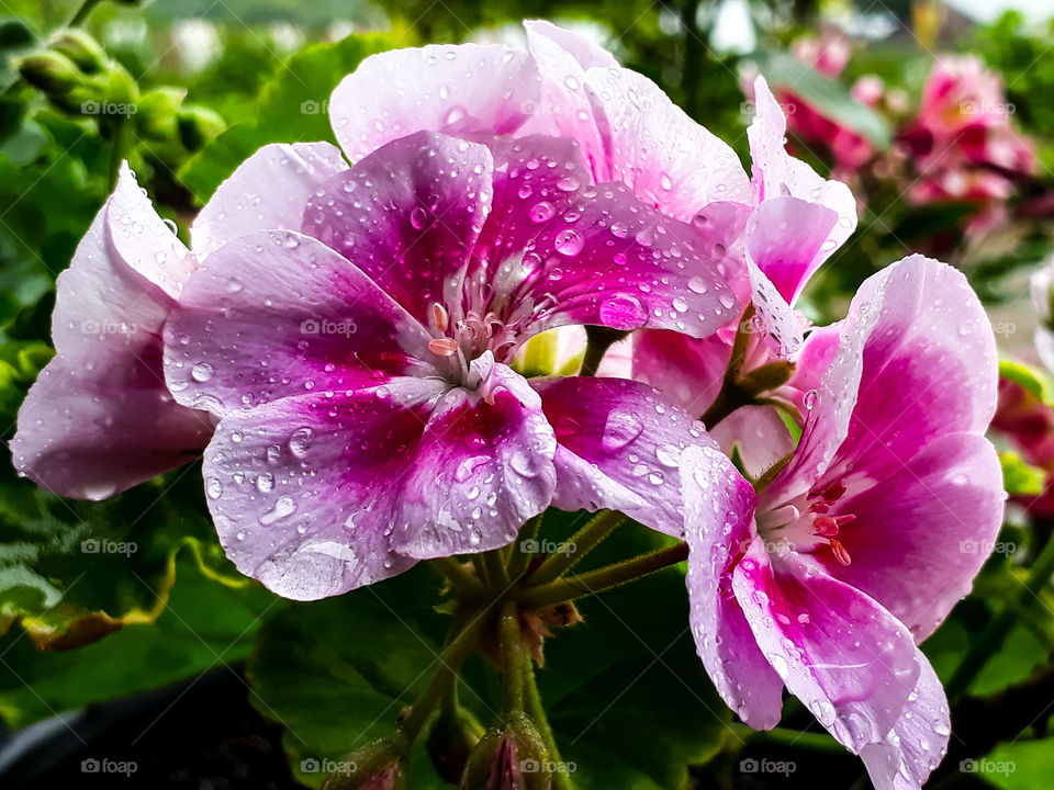 Beauty of nature in simplicity, lovely Geranium in the rain...