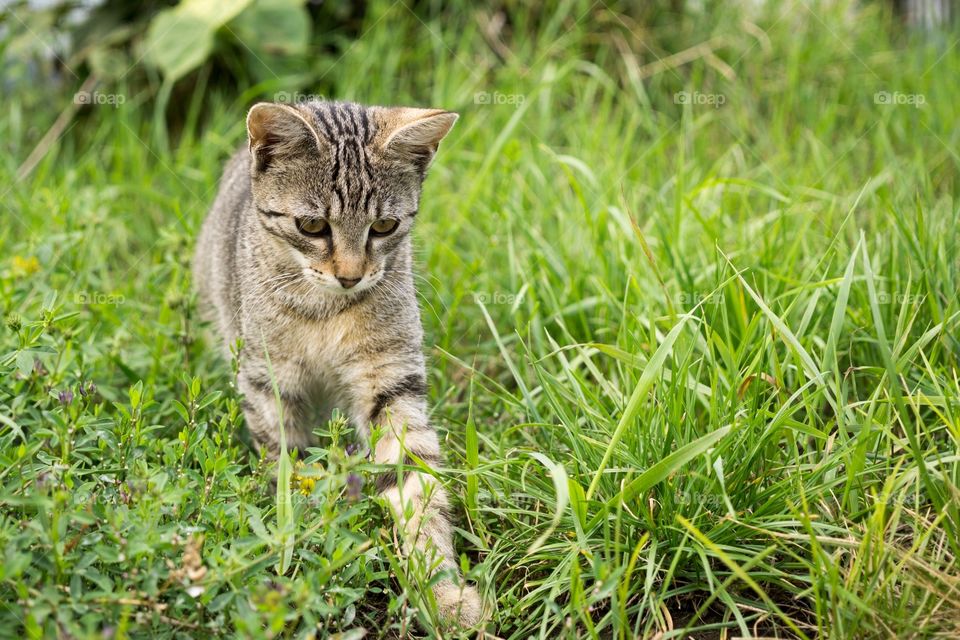 cat in the grass. Slovakia