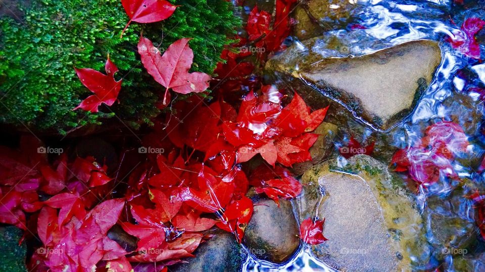 Leaf, Fall, Season, No Person, Tree