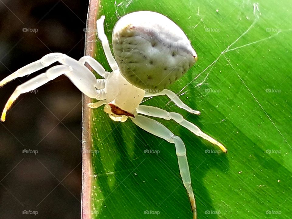 white spider