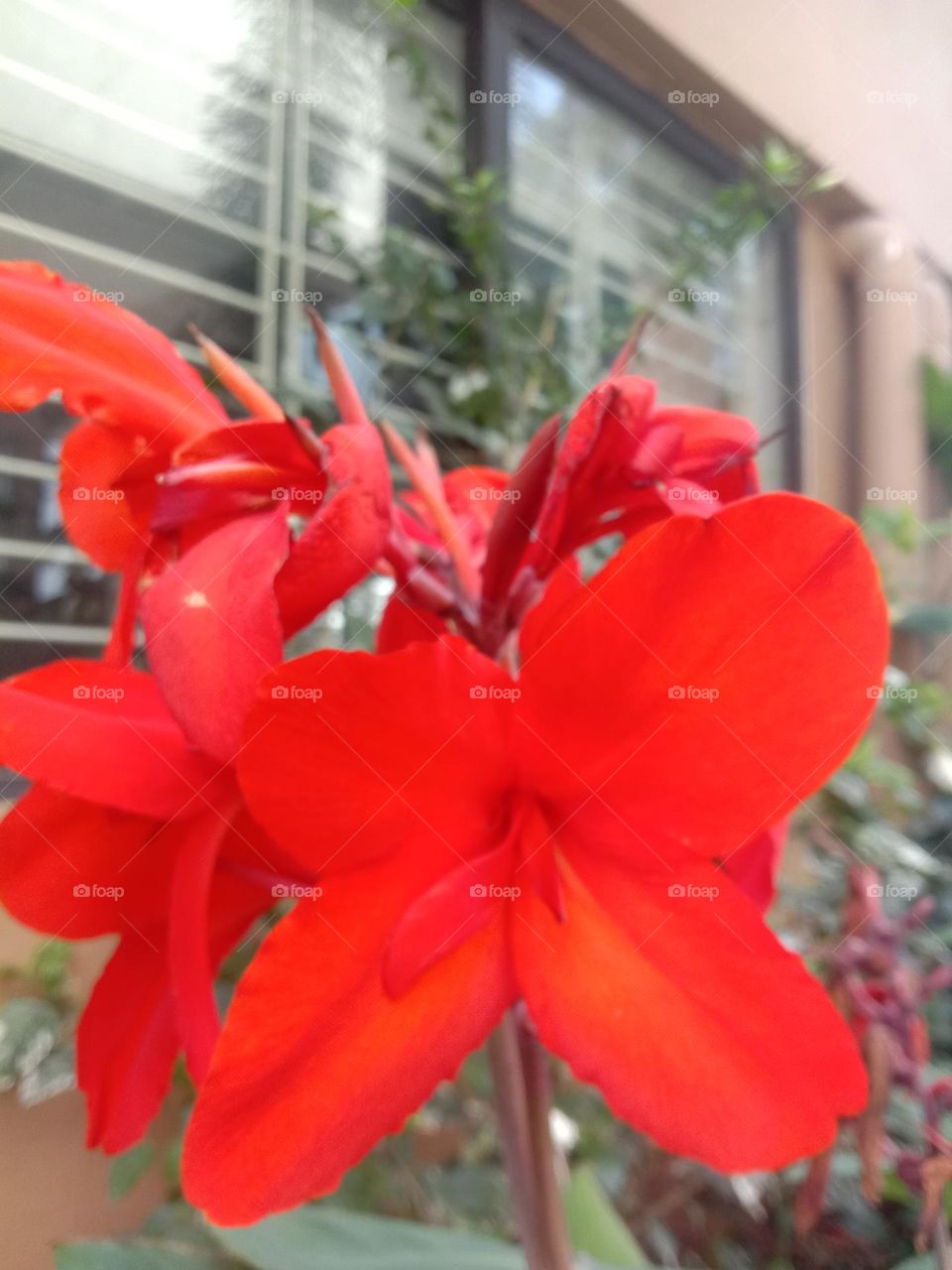 Red blooms 🌸❤️✨