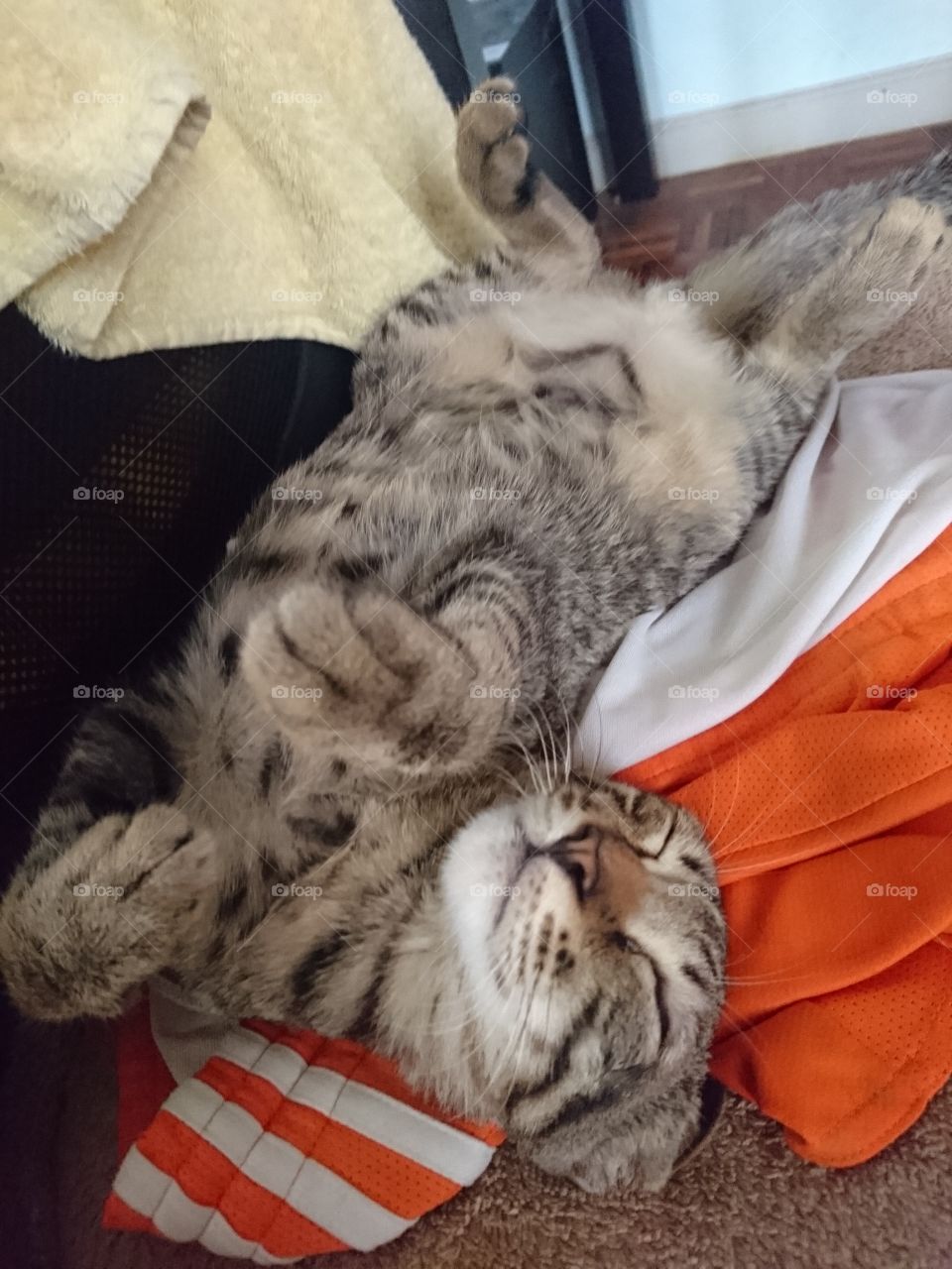 Comfy Sleeping Cat
