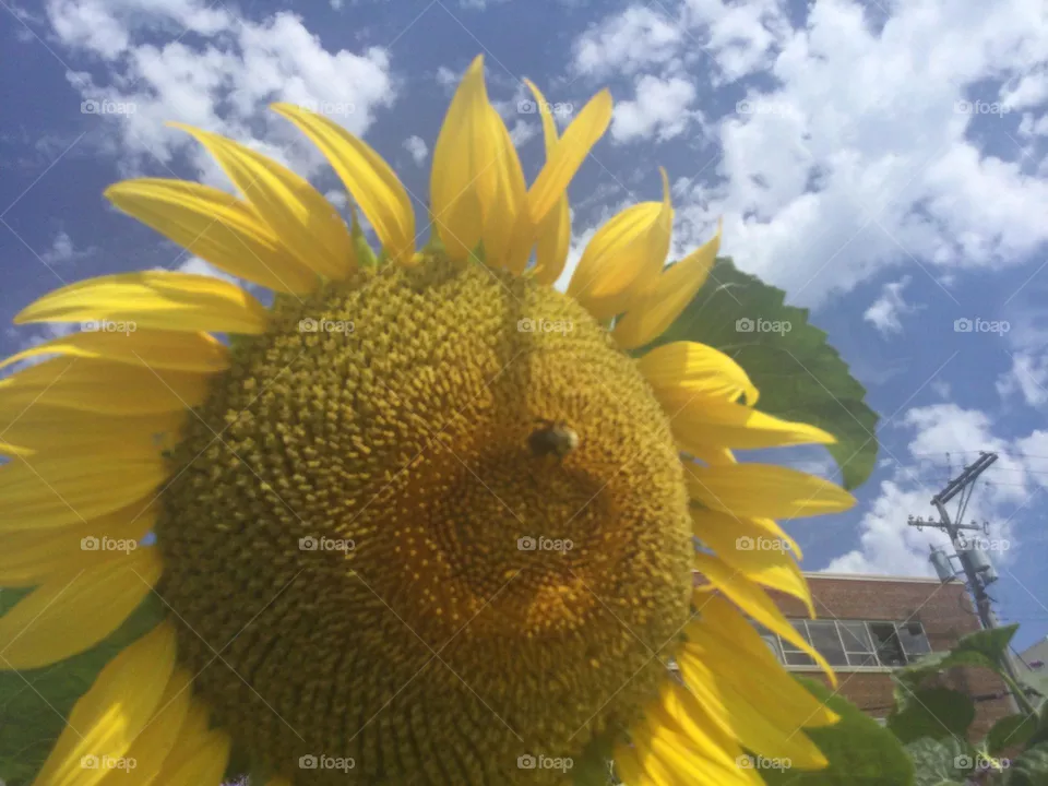 A Bee on the Sunflower 