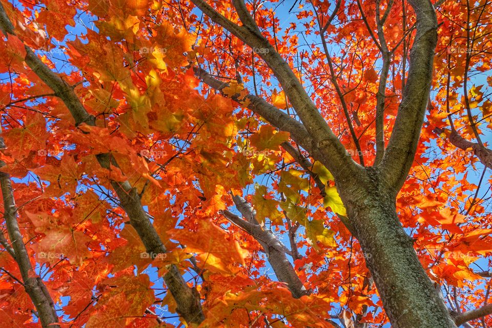 Nature. Maple Tree in Color