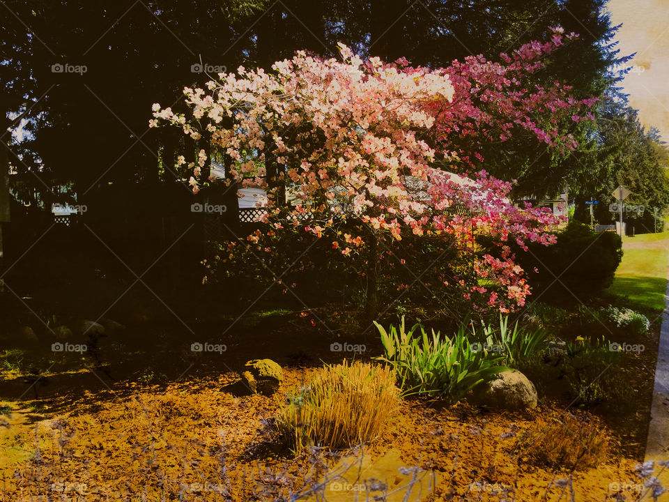 Dogwood on a sunny spring day 