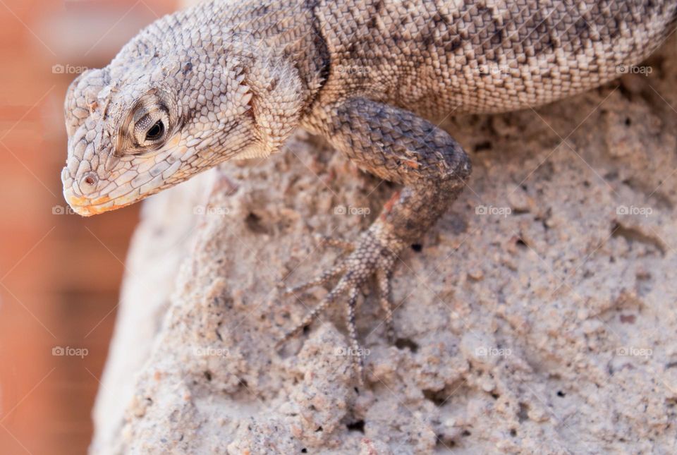 selective focus on a gecko, on concrete texture background