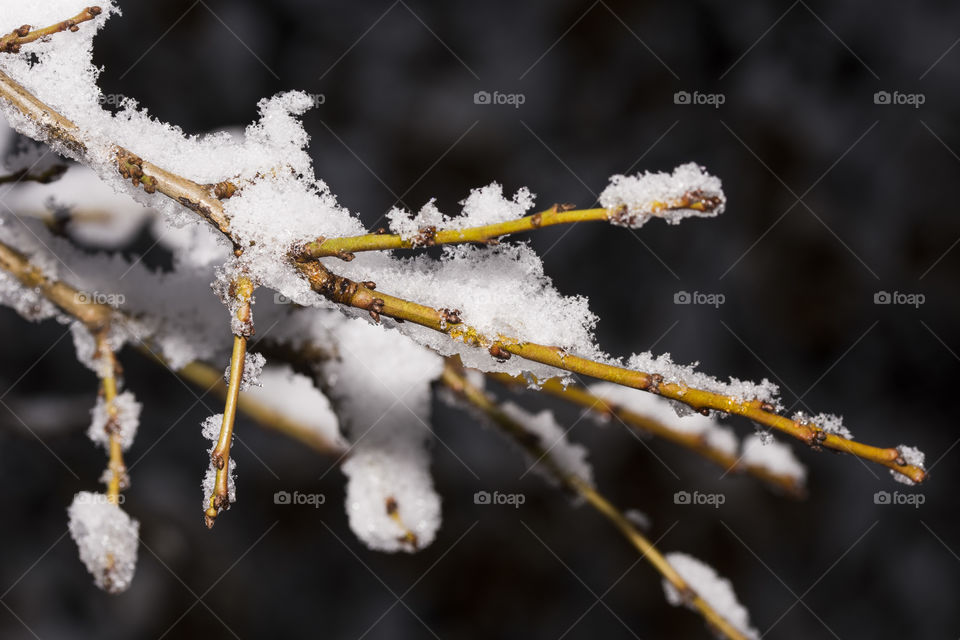 Close-up of a leafless branch covered in snow