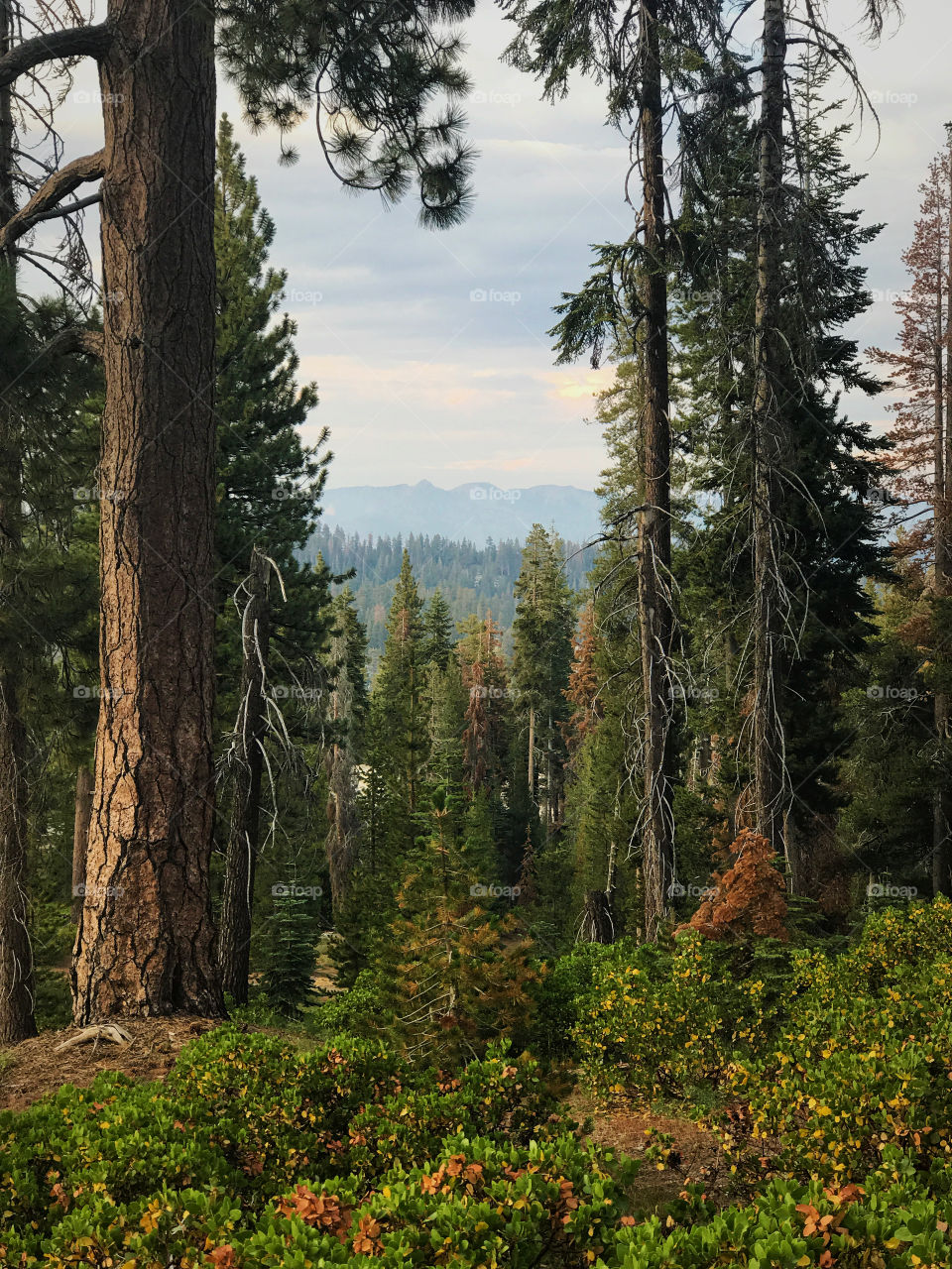 Green trees in forest near South Lake Tahoe California 