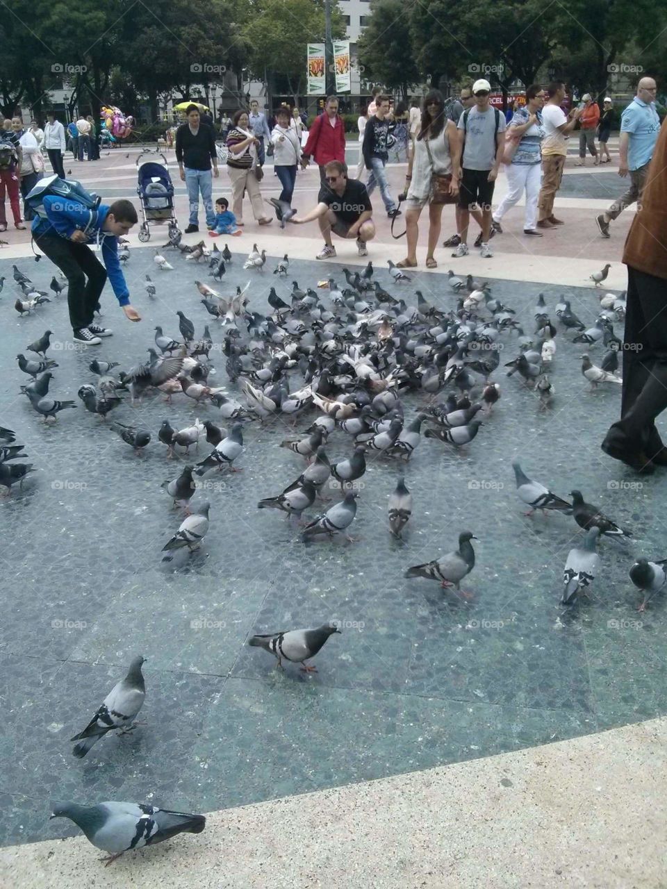 Pigeon, Bird, Many, People, Group