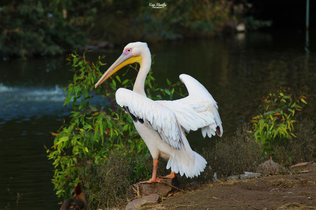 The Pelican