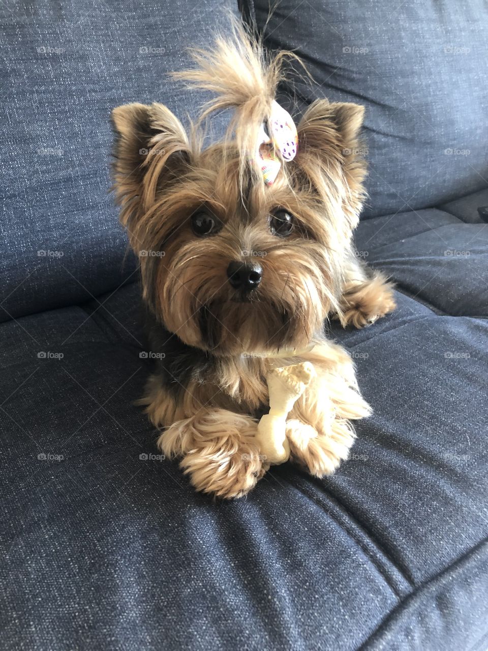 Lovely dog holding your bone on the sofa