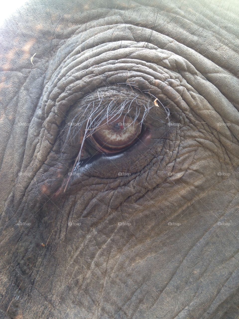 Lucky elephant eye 