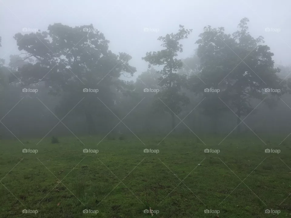 Misty Trees