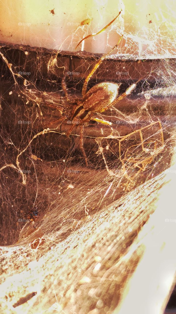 Big spider inside it's nest