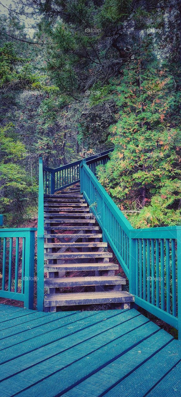 wooden stairs in the forest