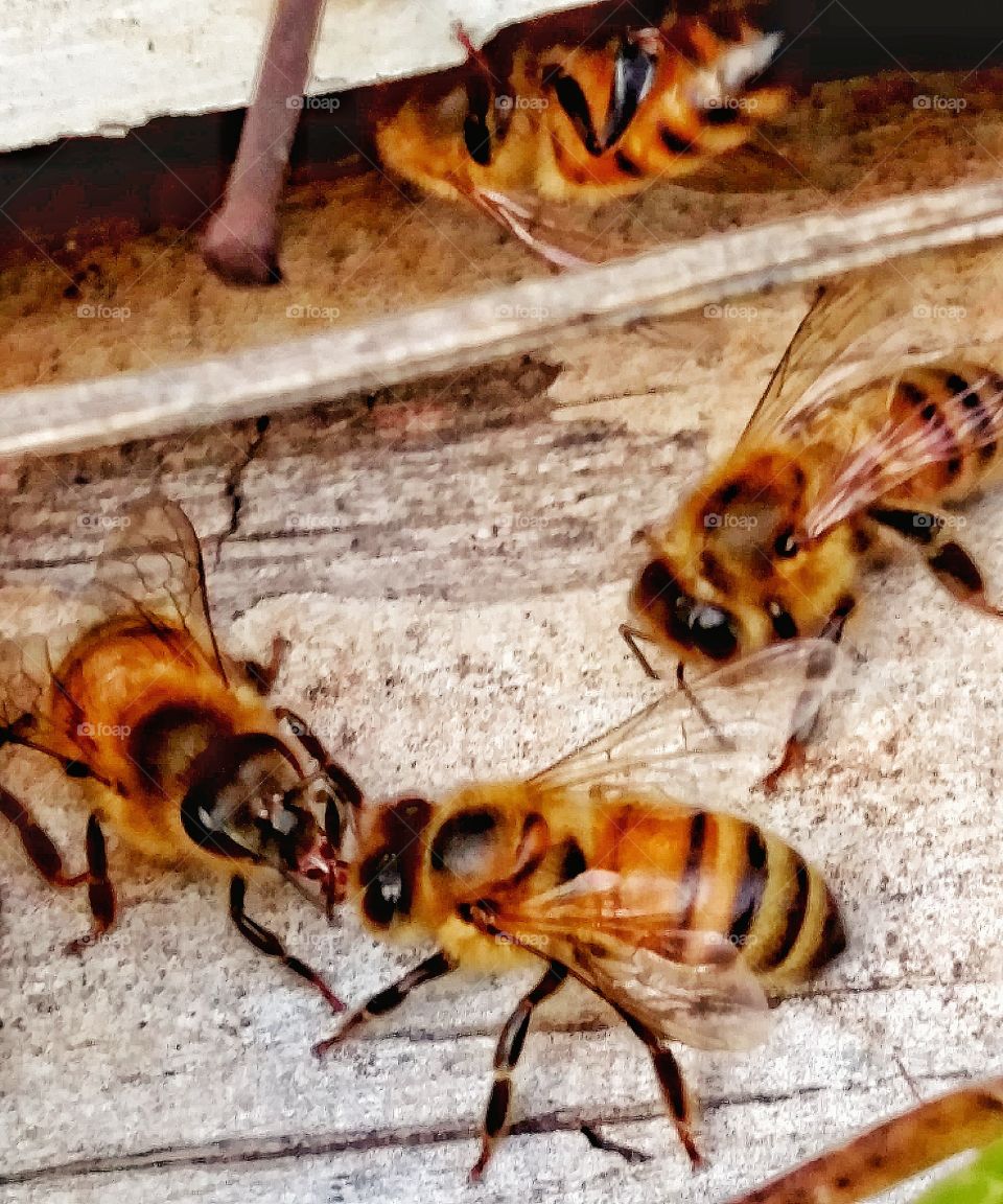Kissing bees