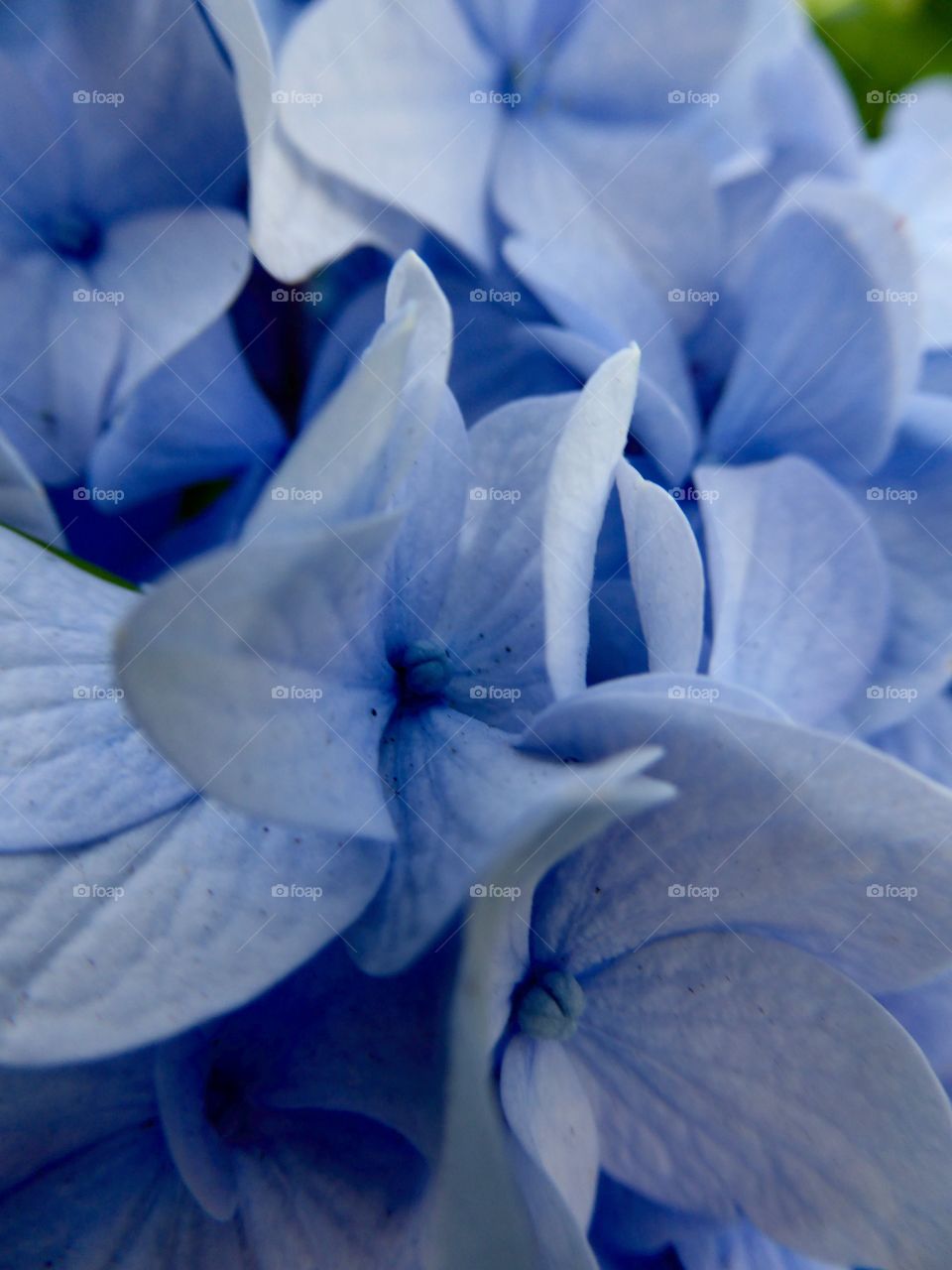 Blue flower macro from WP