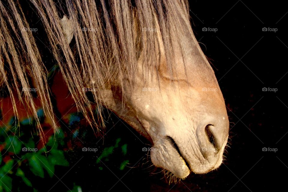 Head profile wild elderly American mustang stallion horse with long mane and fringe. Nevada high Sierra, black nighttime backdrop 