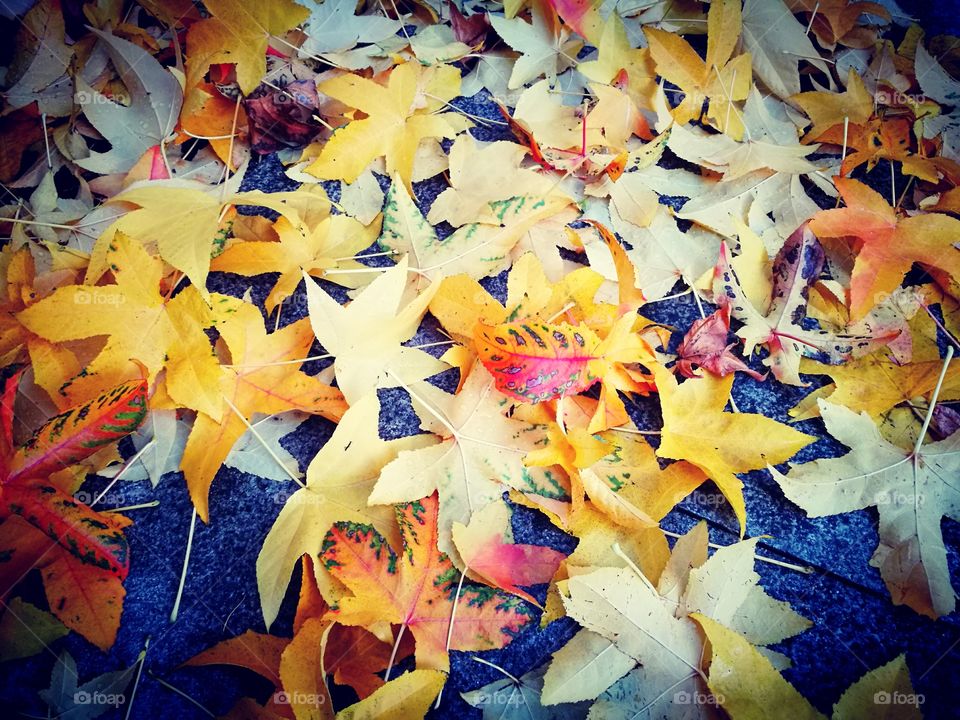 Close-up of autumn leaf