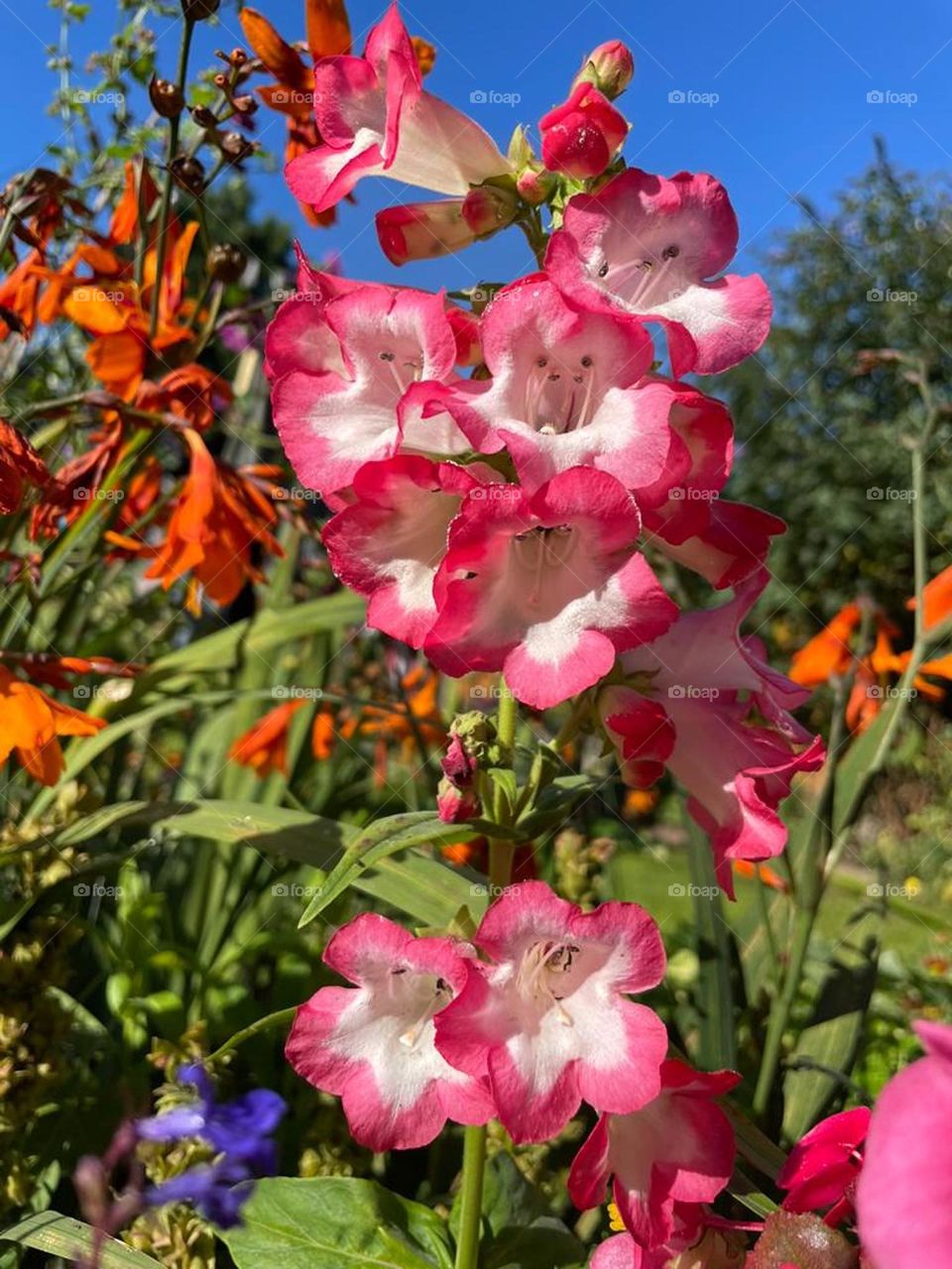 Penstemon Polaris Rose