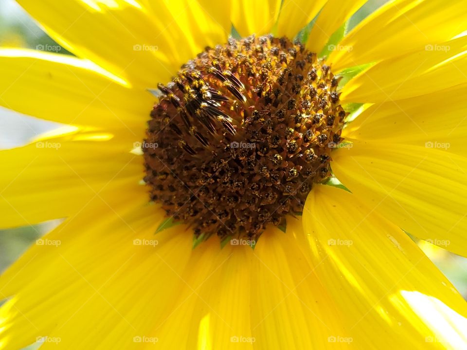 Close up of a yellow common sunflower
