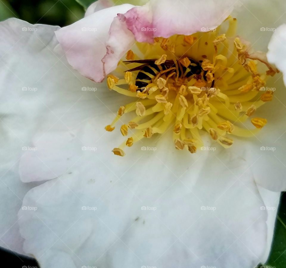 bee in pollen.