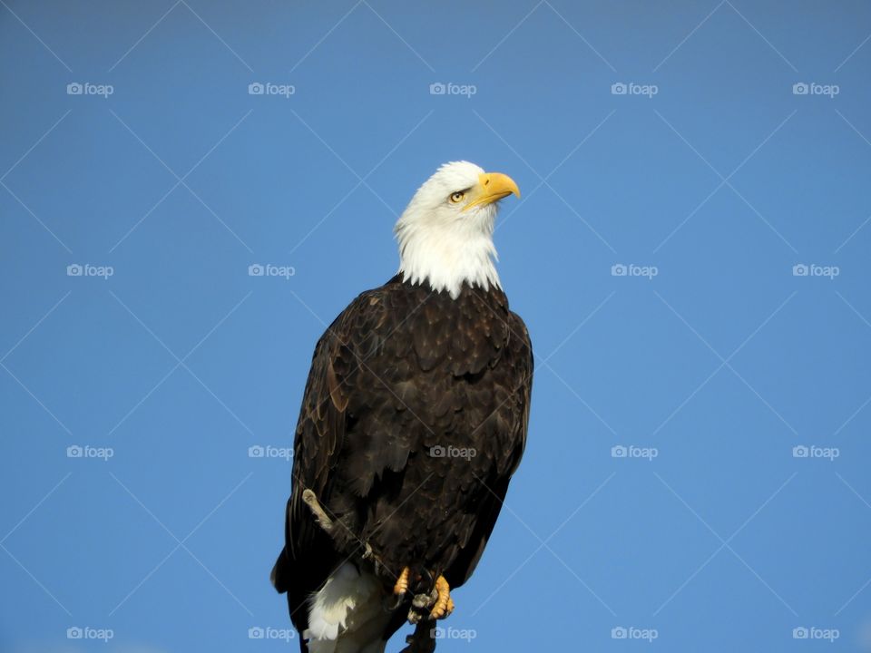 eagle with head tilted