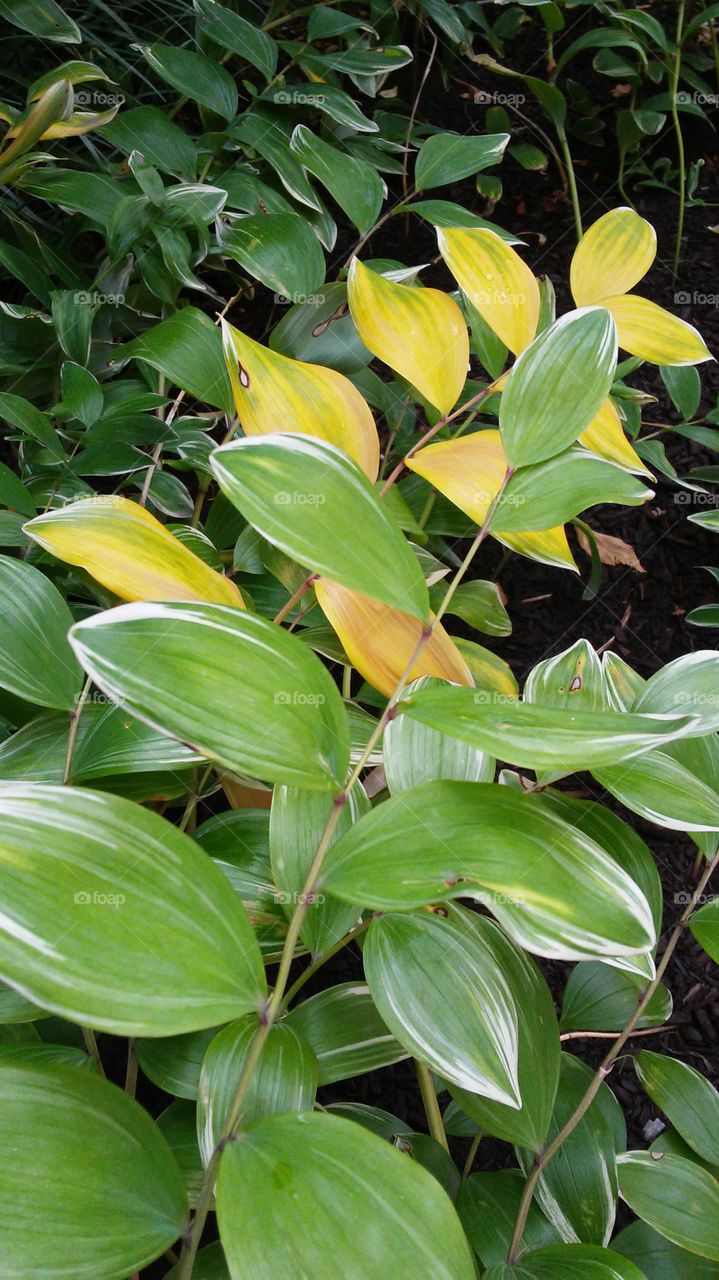 Leaf, No Person, Nature, Flora, Garden