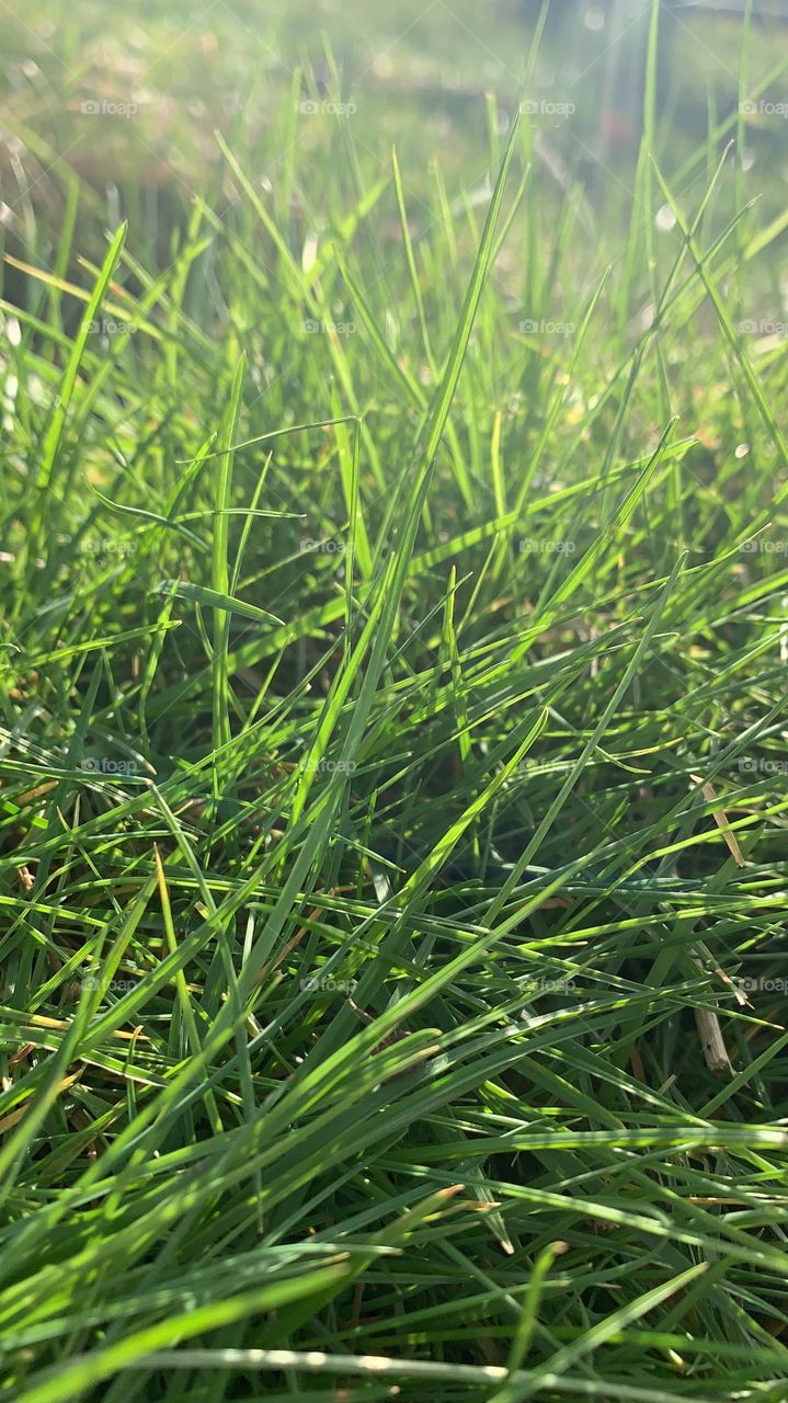 Grass close up