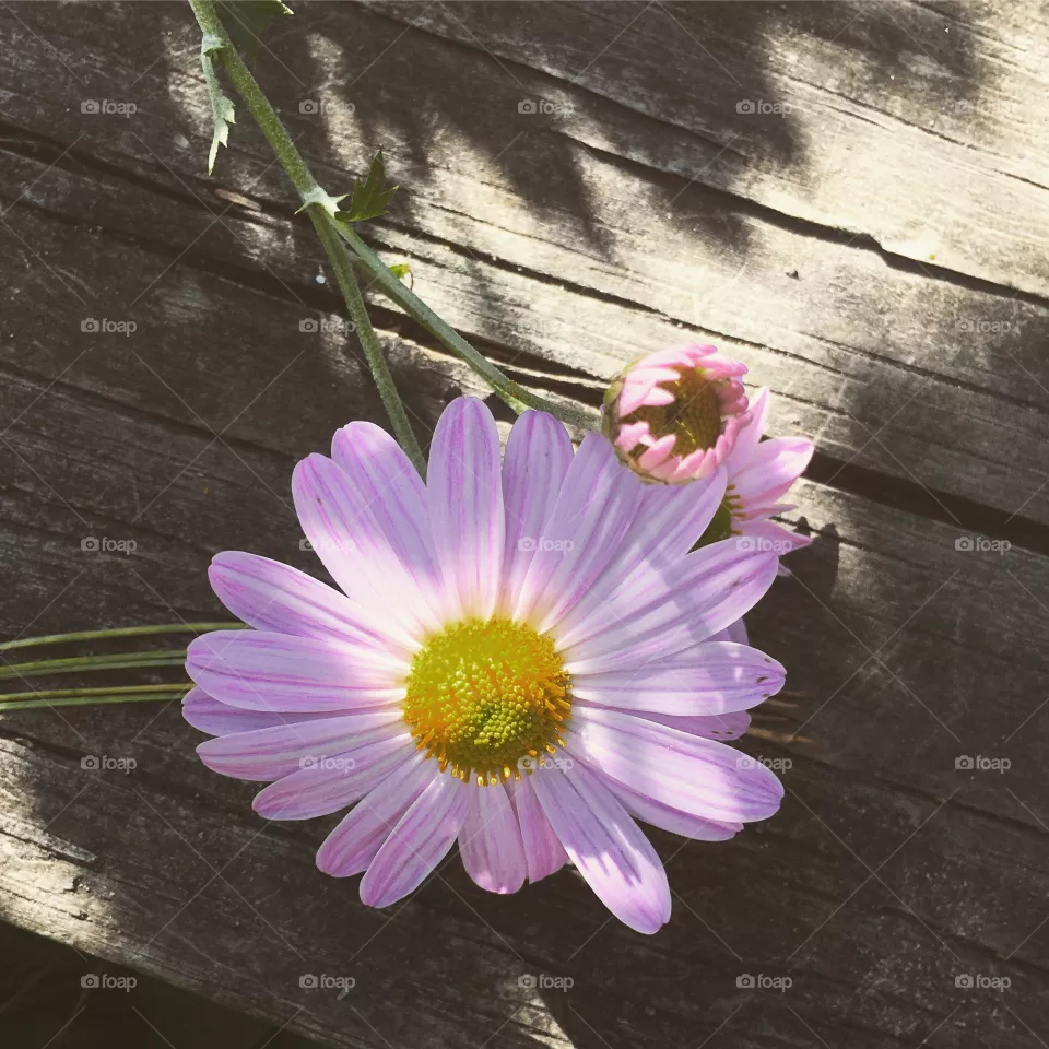 Flower 