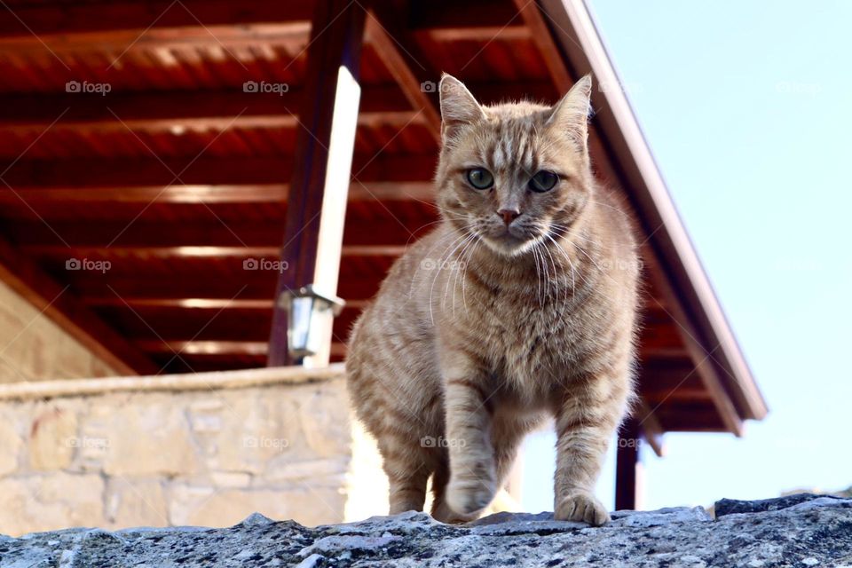 Ginger cat on the wall 