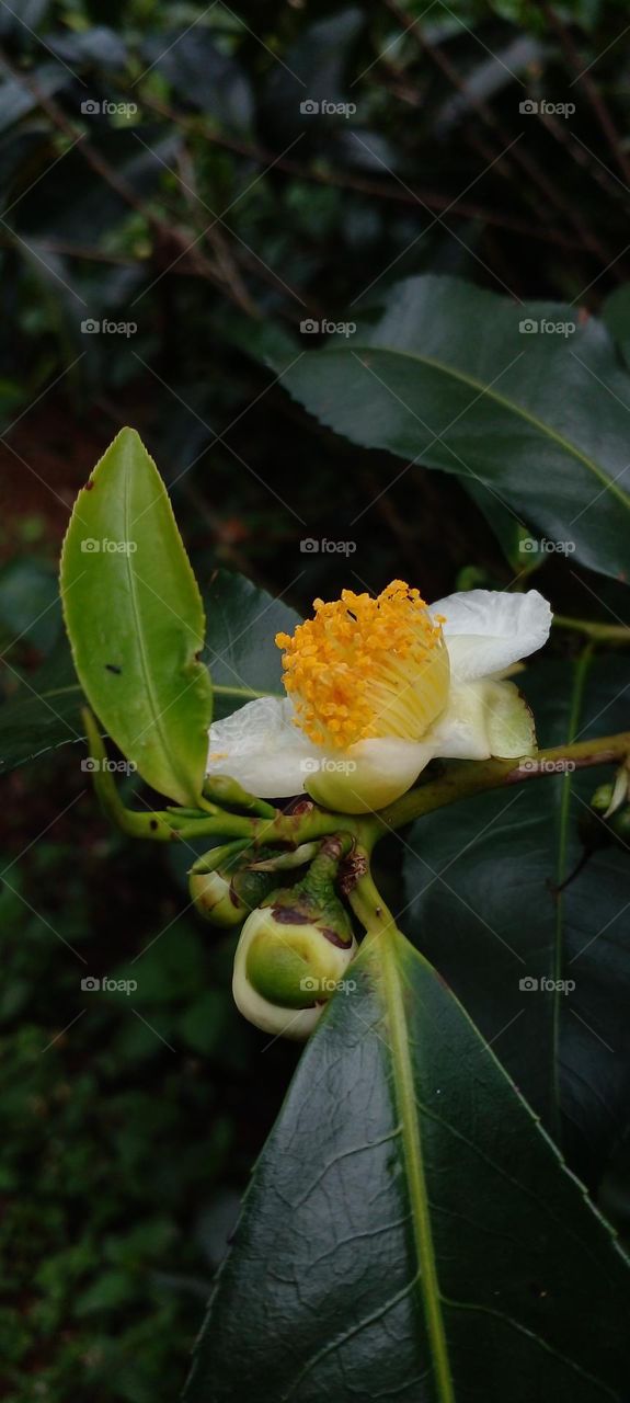 naturelove, beautiful flowers, colourful, lovely, tea flowers