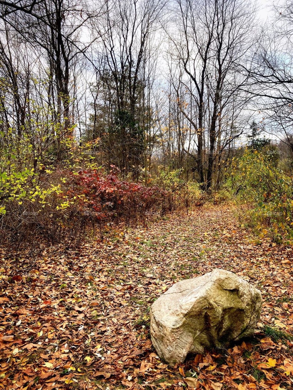 Fall in the wood with colorful leaves on the ground, bushes with bright leaves, trees with no leaves and a large rock under a gray cloudy sky