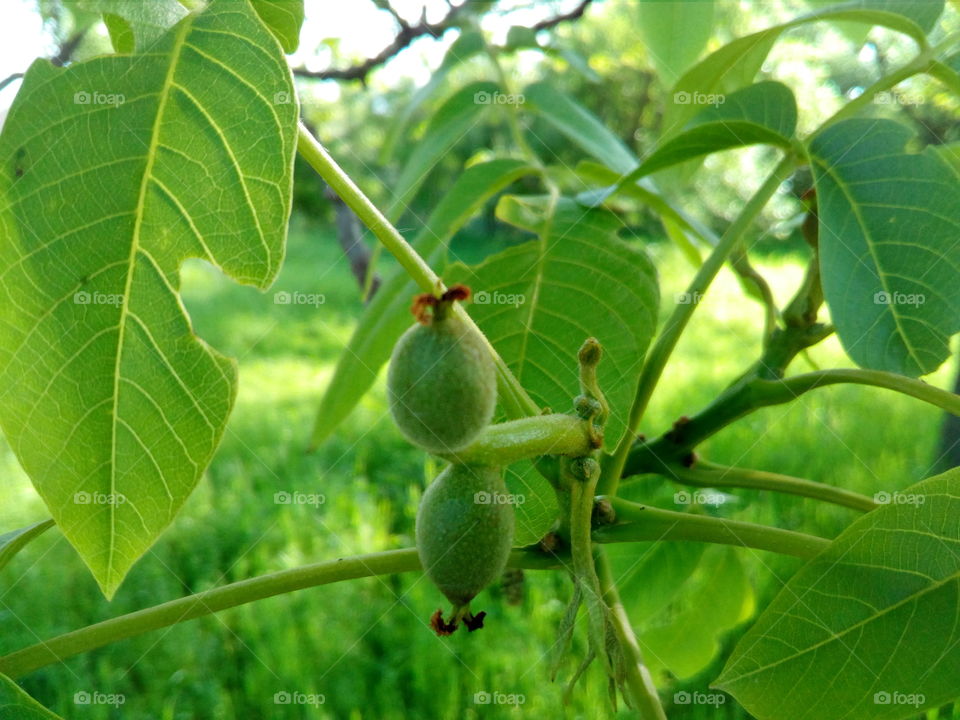 walnuts