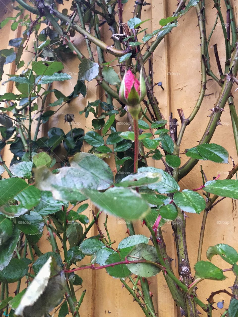 Frozen rosebud